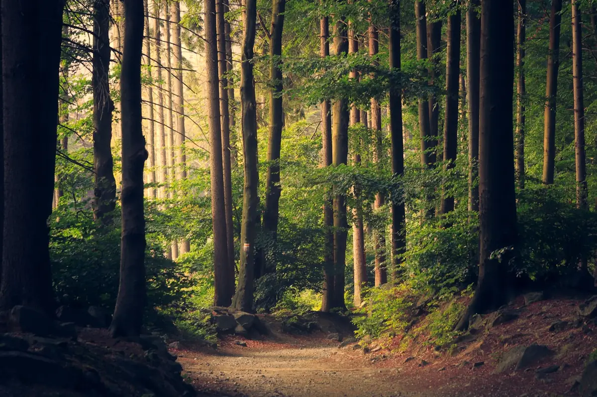 Sendero entre árboles altos en un bosque verde, ideal para caminar al aire libre